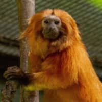Beardsley Zoo Announces Death Of Beloved Golden Lion Tamarin