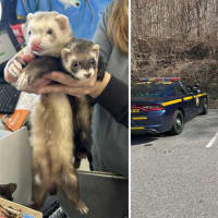 2 Ferrets Found Abandoned In Crate In Hudson Valley Parking Lot: Suspect At Large