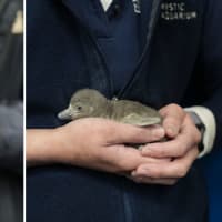 2 Penguin Chicks Born At Mystic Aquarium: Part Of Effort To Protect Endangered Species