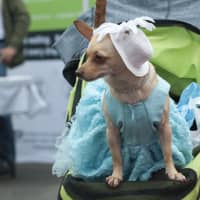 <p>A Pooch Parade was a hit at last year&#x27;s event. Dogs from all over dressed up and pranced down the red carpet.</p>