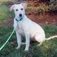 <p>Tinkerbelle is among the dogs rescued from a &quot;high kill&quot; shelter on Nov. 21 by Pet Rescue. Tinkerbelle and other dogs, puppies, and cats can be adopted from the facility at 7 Harrison Ave. Tinkerbelle is from the same litter as Tweetie and Winnie.</p>
