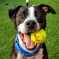 <p>Nine-year-old pit bull mix Ziggy loves to play ball! He is friendly and energetic as well as intelligent, inquisitive and attentive. A long-timer at PAWS, Ziggy wants to be the one dog in a fun and cuddly one-dog family.</p>