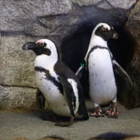 <p>Two of the penguins who will be visiting the Beardsley Zoo in Bridgeport through September 30.</p>