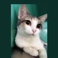 <p>Hope is among the kitties at PATCH seeking a &quot;furever&quot; home.</p>