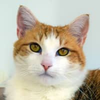 <p>Playful Apricat (about 7) is an outgoing yet independent girl who came to PAWs as a stray. She likes to be petted and have attention, but can also be a bit feisty once she has had enough love. Perfect for a one-cat home.</p>