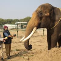 <p>Suraj the one-eared elephant arrives at the Elephant Care Center. After decades of life in a dark temple, this is his first day of freedom.</p>