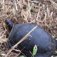 <p>A rare Spotted Turtle was seen earlier this year at Trout Brook Valley in Weston, which is part of the Aspetuck Land Trust.</p>