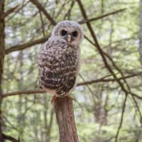 <p>Trout Brook Valley Ranger Jim Wood spotted this owl during a hike earlier this summer.</p>