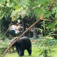 <p>A look at the black bear spotted on Highview Avenue in New City early Sunday evening.</p>