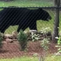 <p>Another view of the &quot;Backyard Bear.&quot;</p>
