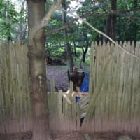 <p>The uninvited guest didn&#x27;t exactly let the fence get in its way.</p>