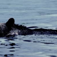 <p>A bear was spotted swimming in the Hudson River near Bear Mountain in mid-May. It was among the first of many sightings throughout the Hudson Valley this unseasonably warm summer.</p>