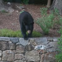 <p>Town of Poughkeepsie police said a black bear was spotted near Holy Trinity Church in Arlington just before dawn on Wednesday. This photo is of a black bear spotted in Bedford and Ossining earlier this summer..</p>