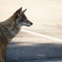<p>The coyote was spotted in the 1400 block of Patuxent Drive.</p>