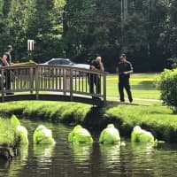 <p>Greenwich Police and State Police dive teams search for more materials and/or remains in Binney Park.</p>