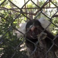 <p>Ramapo College students volunteered at an animal sanctuary in Costa Rica.</p>