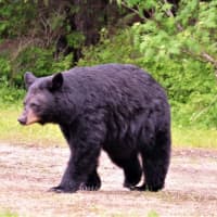 Black Bear Spotted In Wyckoff