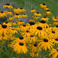 <p>Black-eyed Susans are native to the United States east of the Rocky Mountains. The daisylike wildflowers are commonly seen in fields and roadsides.</p>