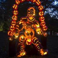 <p>A pumpkin juggler juggles pumpkins at the Great Jack O&#x27;Lantern Blaze</p>