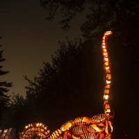 <p>An enormous brontosaurus towers over Jurassic Park at the Great Jack O&#x27;Lantern Blaze</p>