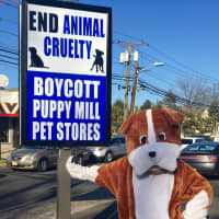 <p>Cathy Schmidt dressed as a dog and brought a cage to underscore her message</p>