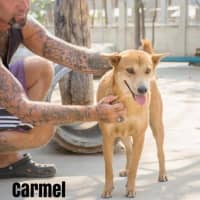 <p>Carmel is coming to the Westchester SPCA from Thailand.</p>