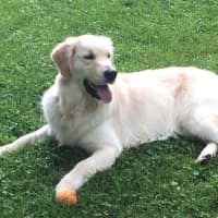 <p>Valerii, a Golden Retriever, will help the Clark family of Darien and twin boys Jeremy and Miles cope with seizures associated with Dravet Syndrome.</p>
