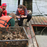 Pace, City Students Work To Restore New York Harbor, One Oyster At A Time