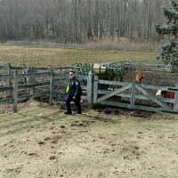 <p>Officer Chris Campbell of the Brookfield Police Department became the Cowboy Cop to wrangle some escaped cattle.</p>