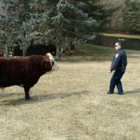 <p>Officer Chris Campbell of the Brookfield Police Department became the Cowboy Cop to wrangle some escaped cattle.</p>