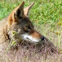 <p>New Castle residents are being warned to be extra cautious after two large pet dogs were attacked by coyotes. Earlier this year, two smaller dogs were attacked, and one of them died.</p>