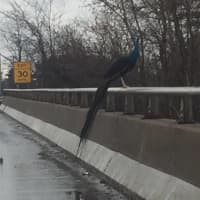 <p>A peacock visited I-91 before flying away from Connecticut State Police troopers.</p>