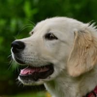 Can You Guess? New Study Reveals CT's Favored Dog Breed
