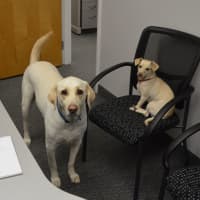 <p>Sunny and Cooper hang out in an office at Delaney Computer Services in Mahwah.</p>