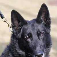 <p>Brookfield Police K9 Bruno provided assistance in search of a missing teen.</p>