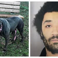 Dog Found Abandoned In Delco Park, Owner Charged With Neglect: Police