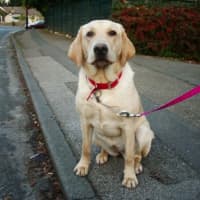 <p>A golden Labrador retriever like this one was spotted Saturday in Cortlandt Manor.</p>