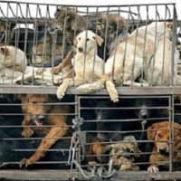 <p>SPCA of Westchester has established a fund to treat three dogs rescued from the illegal meat trade.</p>