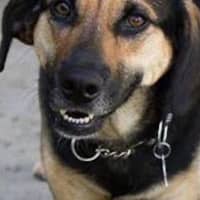 <p>Kate of Peace4Paws needs a home. Say hello on Saturday during an adoption drive at Thomaston Feed in River Vale.</p>
