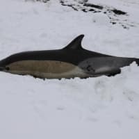 <p>A dolphin was found stranded on a Long Island shore.</p>