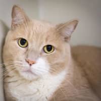 <p>Sandy, adult, short-haired, male. &quot;A big teddy bear.&quot; clawsadopt@yahoo.com</p>