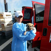 <p>Volunteer Kristi Heller holds a dog rescued from a kill-shelter.</p>
