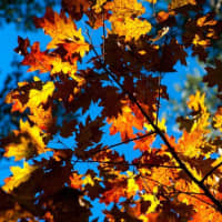 Get Those Leaves Ready For Collection, New Rochelle Residents