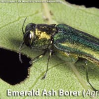 <p>The Emerald ash borer projects a green luminosity.</p>