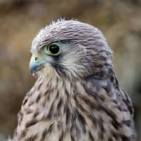 Hawk Attacks, Kills Small Dog In CT: 'Please Be Cautious,' Animal Control Officials Say