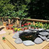 <p>Michael Fanelli&#x27;s Poughkeepsie deck last summer is awash in homegrown fig trees.</p>