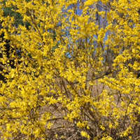 <p>A golden forsythia takes shape Purchase, N.Y.</p>