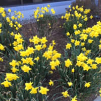 <p>Daffodils grow outside an Equinox in Armonk.</p>
