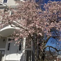 <p>This Biltmore Ave. dogwood tree is in full bloom in Purchase, N.Y.</p>