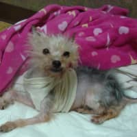 <p>Ginger was expected to continue recovering at Yonkers Specialty Center for a week to 10 days.</p>